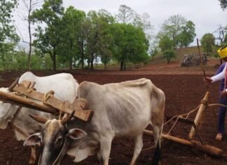छिंदवाड़ा सांसद ने खेत मे चलाया हल।